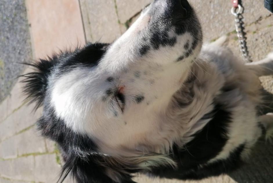 Verdwijningsalarm Hond  Vrouwtje , 6 jaar Lontzen België