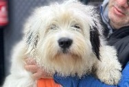 Verdwijningsalarm Hond  Vrouwtje , 2 jaar Saint-Quentin-Fallavier Frankrijk