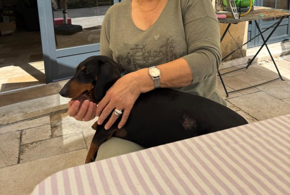 Verdwijningsalarm Hond  Vrouwtje , 3 jaar Robion Frankrijk