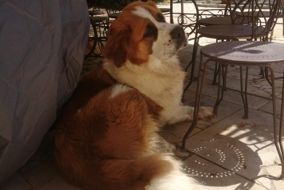 Verdwijningsalarm Hond  Vrouwtje , 2 jaar Poncins Frankrijk