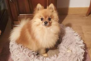 Verdwijningsalarm Hond  Mannetje , 3 jaar Marguerittes Frankrijk
