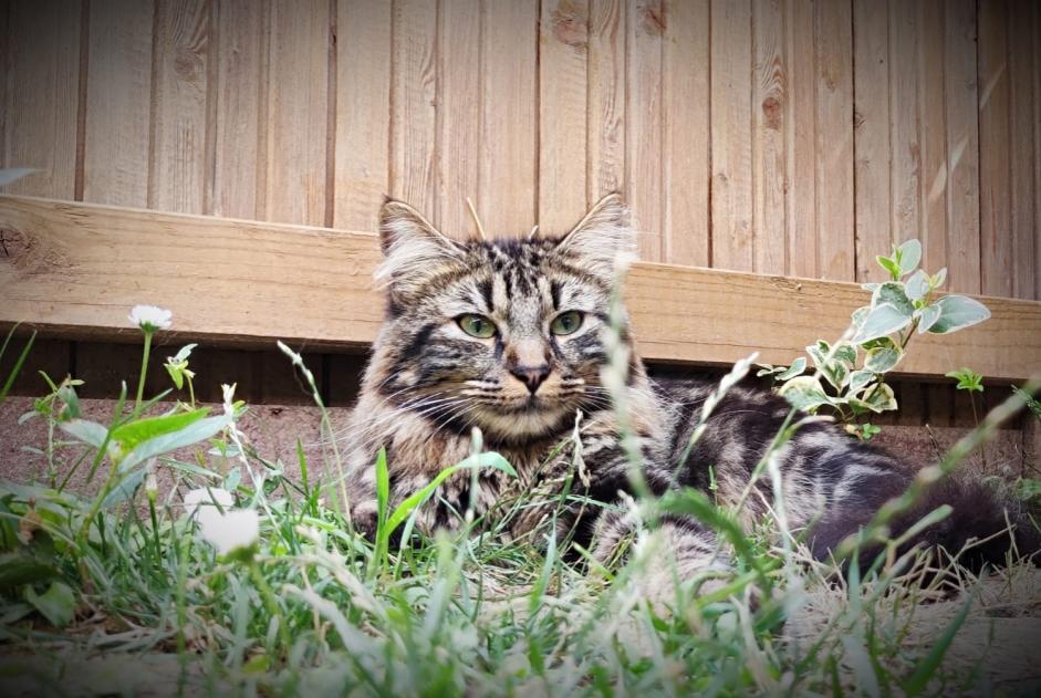 Verdwijningsalarm Kat  Mannetje , 3 jaar Ingersheim Frankrijk