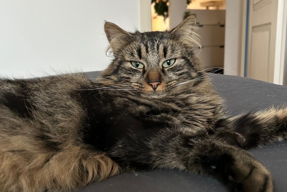 Verdwijningsalarm Kat  Mannetje , 3 jaar Ingersheim Frankrijk