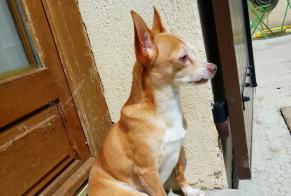 Verdwijningsalarm Hond  Mannetje , 11 jaar Le Cannet Frankrijk