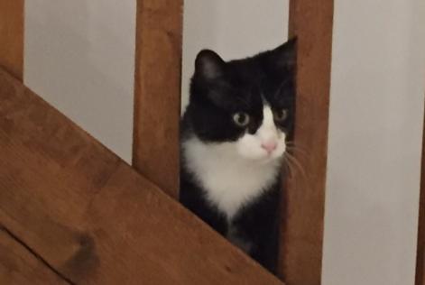Alerta desaparecimento Gato cruzamento Macho , 10 anos Chasseneuil-du-Poitou France
