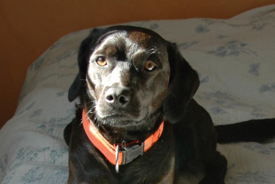 Alerta desaparecimento Cão cruzamento Macho , 13 anos Marignane France