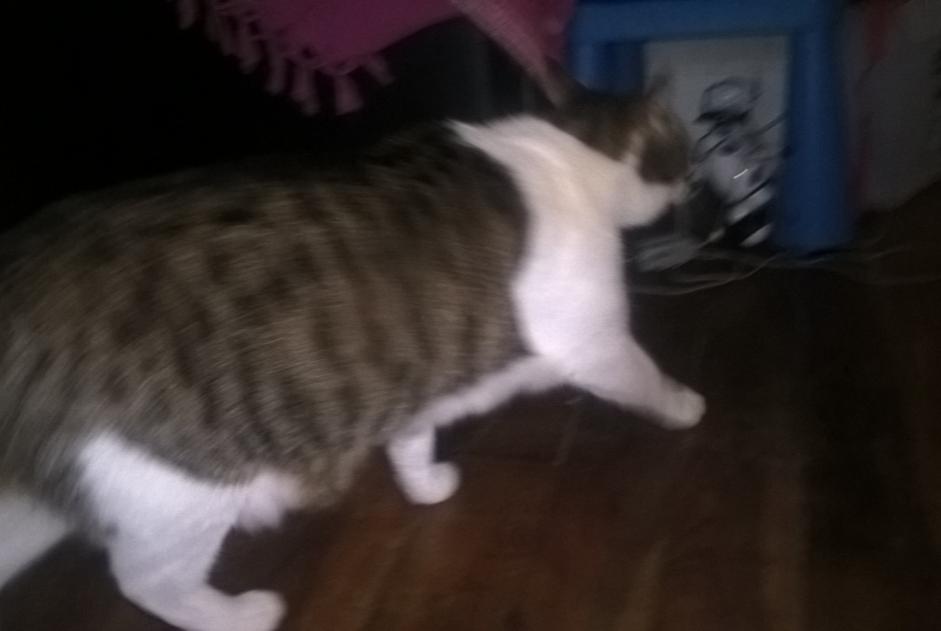 Alerta desaparecimento Gato  Macho , 16 anos Chamouille France