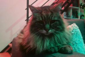 Alerta descoberta Gato Desconhecido Beauzelle France