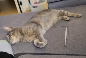 Alerta desaparecimento Gato Fêmea , 9 anos Les Tourrettes France