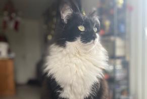 Alerta desaparecimento Gato cruzamento Macho , 3 anos Listrac-Médoc France