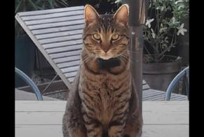 Alerta desaparecimento Gato cruzamento Macho , 3 anos Lanton France