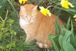 Alerta desaparecimento Gato cruzamento Macho , 6 anos Marcilly-la-Campagne France