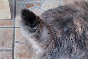 Alerta descoberta Gato Fêmea Saint-Quentin France
