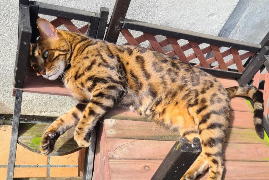 Alerta desaparecimento Gato  Macho , 9 anos Mons Belgium