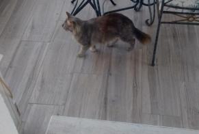 Alerta descoberta Gato cruzamento Fêmea Manduel France