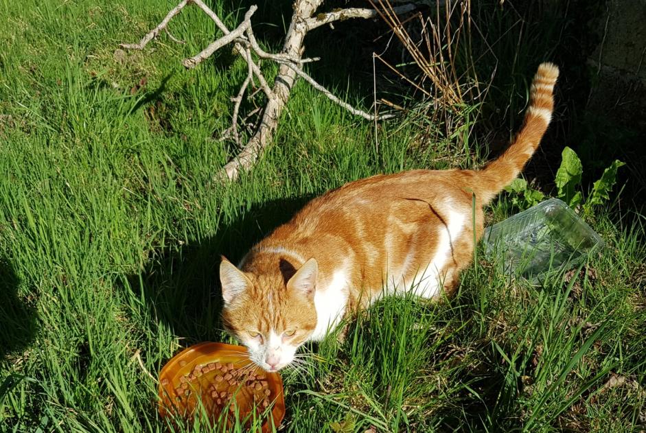 Alerta descoberta Gato Macho Arnac-Pompadour France