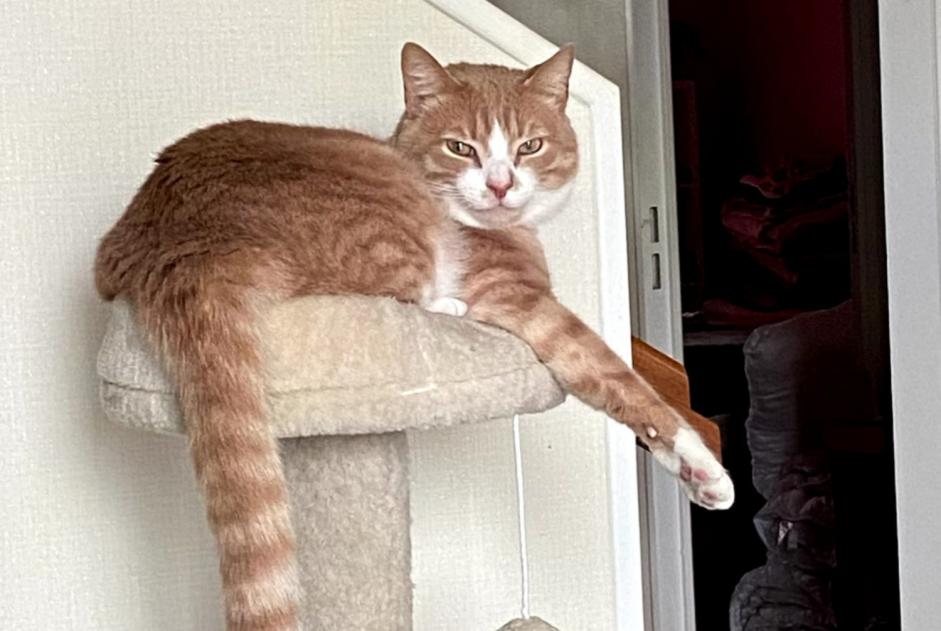 Alerta desaparecimento Gato cruzamento Macho , 3 anos Carentoir France