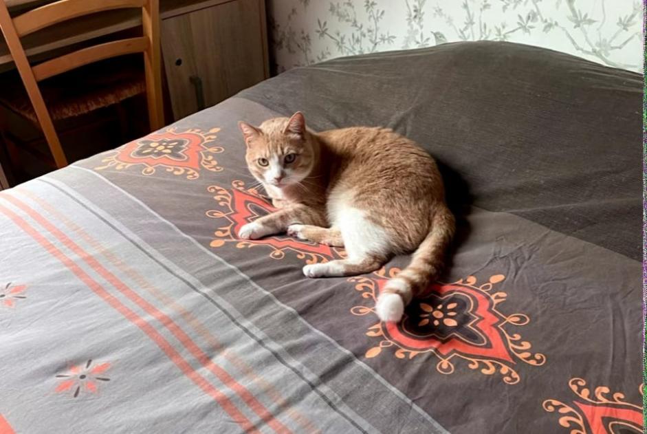 Alerta desaparecimento Gato cruzamento Macho , 3 anos Carentoir France
