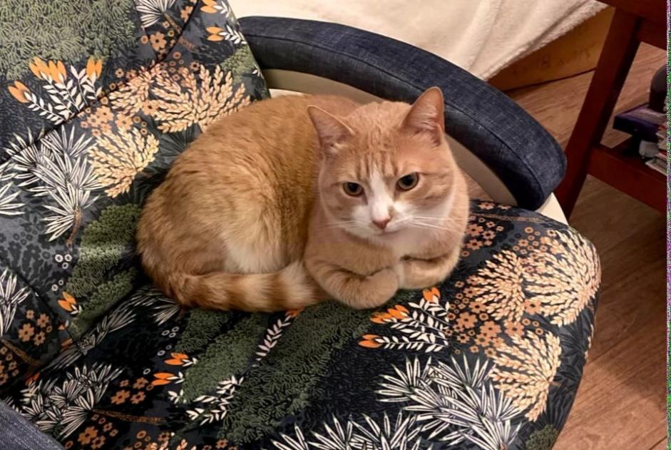 Alerta desaparecimento Gato cruzamento Macho , 3 anos Carentoir France