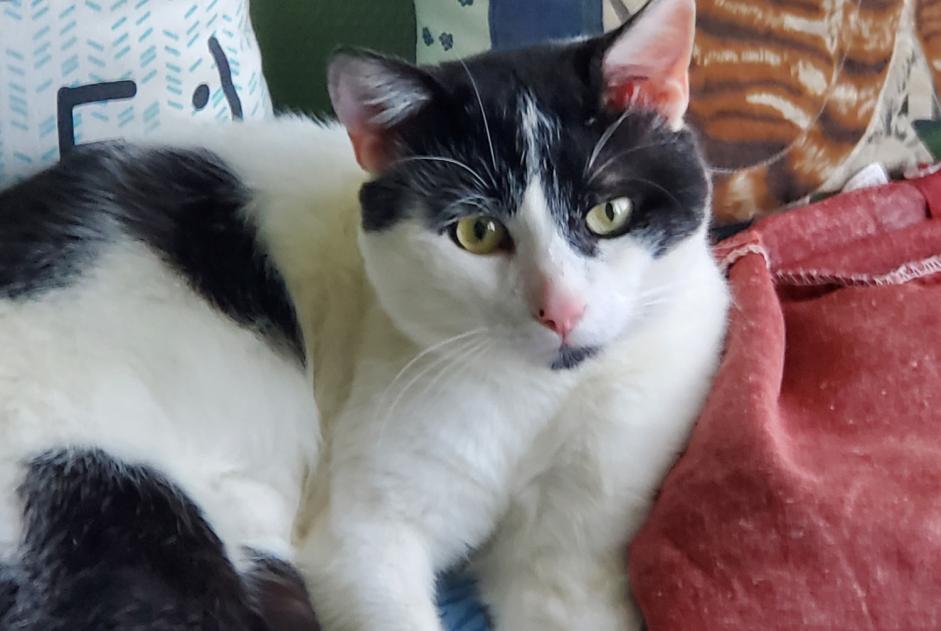Alerta descoberta Gato cruzamento Desconhecido Chartres France