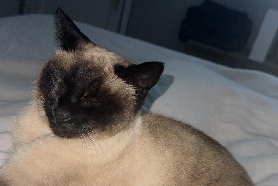 Alerta desaparecimento Gato  Fêmea , 11 anos Nice France