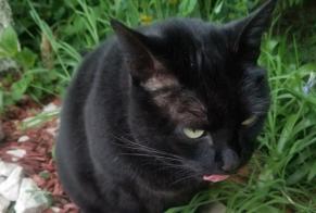 Alerta descoberta Gato Fêmea Le Mans France