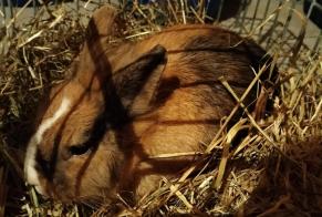 Alerta descoberta Coelho Desconhecido Blanquefort France