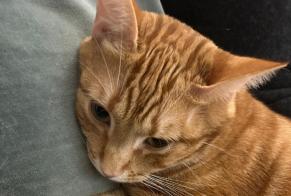 Alerta desaparecimento Gato Macho , 2 anos Paris France
