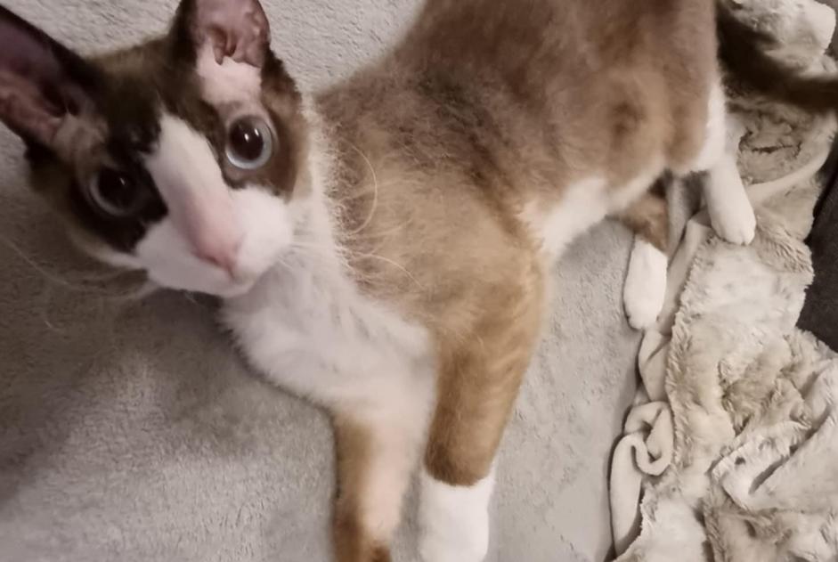 Alerta desaparecimento Gato  Macho , 6 anos Hussigny-Godbrange France