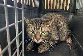 Alerta descoberta Gato  Macho , 2 anos Poissy France