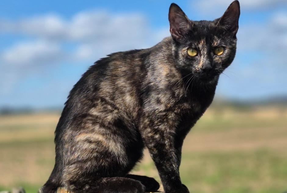 Alerta desaparecimento Gato cruzamento Fêmea , 1 anos Braine-le-Comte Belgium