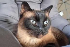 Alerta desaparecimento Gato  Macho , 13 anos Verviers Belgium