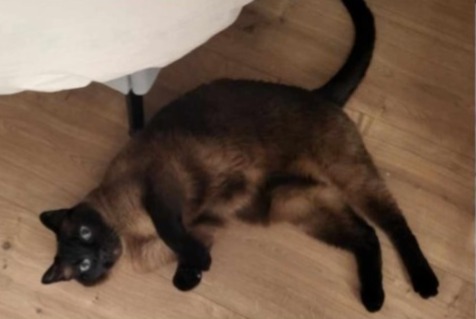 Alerta desaparecimento Gato  Macho , 13 anos Verviers Belgium