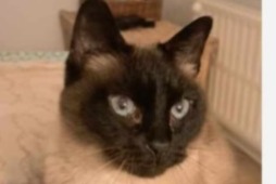 Alerta desaparecimento Gato  Macho , 13 anos Verviers Belgium