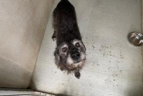 Alerta descoberta Cão cruzamento Macho , 12 anos Le Mesnil-le-Roi France