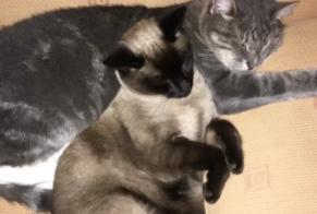 Alerta desaparecimento Gato  Fêmea , 3 anos Listrac-Médoc France