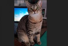 Alerta desaparecimento Gato Fêmea , 4 anos Perwez Belgium