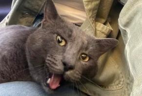 Alerta descoberta Gato Desconhecido Avignon France