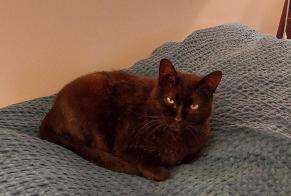 Alerta desaparecimento Gato Macho , 9 anos Libourne France