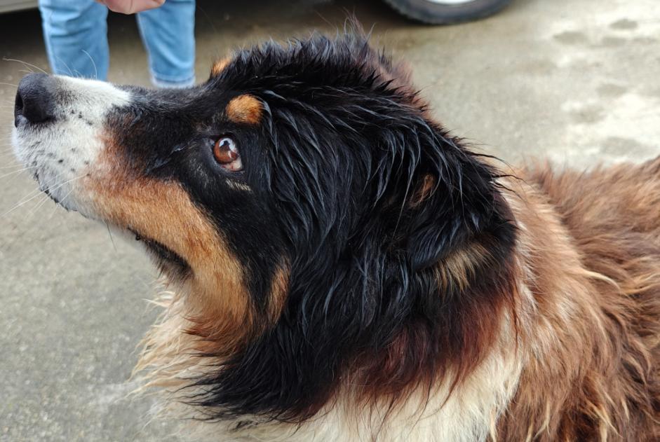 Alerta descoberta Cão cruzamento Fêmea Landudec France