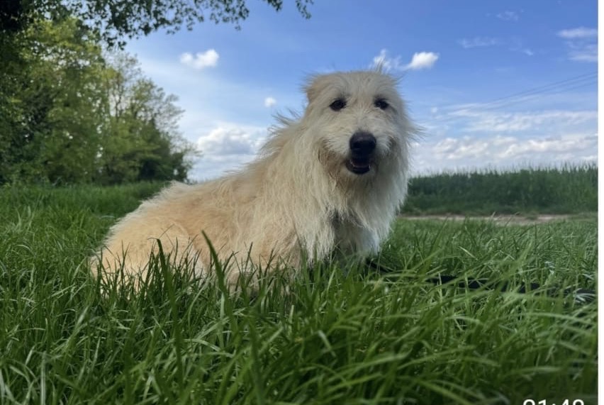 Alerta desaparecimento Cão cruzamento Fêmea , 3 anos Saint-Marcel-lès-Valence France