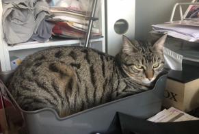 Alerta desaparecimento Gato cruzamento Macho , 1 anos Saint-Junien France