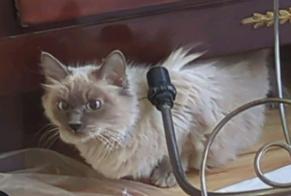 Alerta descoberta Gato Desconhecido Schaerbeek Belgium