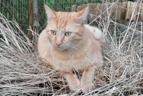 Alerta desaparecimento Gato cruzamento Macho , 4 anos Wavre Belgium