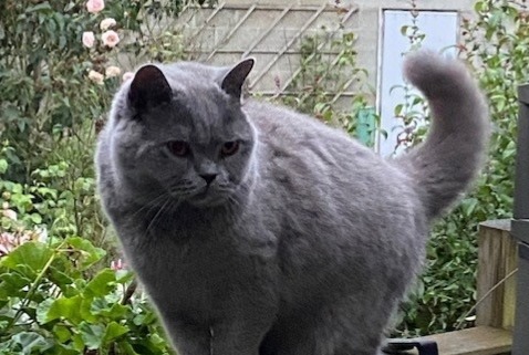 Alerta desaparecimento Gato  Fêmea , 6 anos Namur Belgium