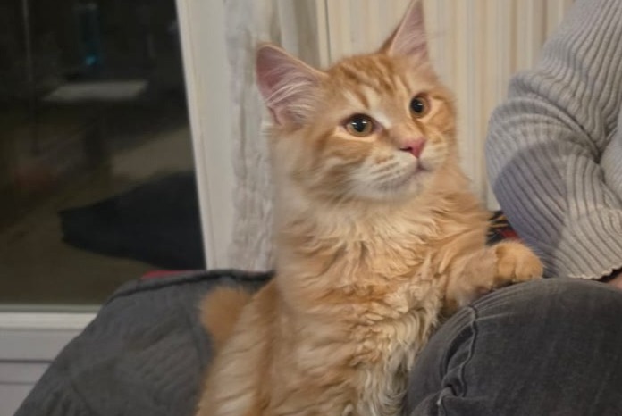 Alerta desaparecimento Gato cruzamento Macho , 1 anos Villeurbanne France