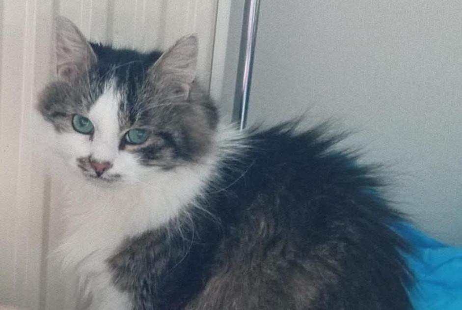 Alerta desaparecimento Gato Macho , 8 anos Flémalle Belgium