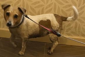 Alerta descoberta Cão  Fêmea Estinnes Belgium
