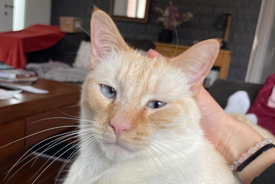 Alerta desaparecimento Gato cruzamento Macho , 3 anos Thaon France