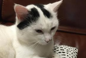 Alerta desaparecimento Gato Fêmea , 6 anos Saint-Brice-sur-Vienne France